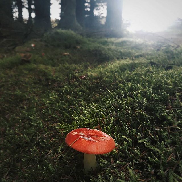 Finding a pop of colour amongst the green woodland. Isn't he the cutest little guy but I can't work out whether it's a toadstool or mushroom. The red is pushing me towards toadstool but to be honest I have no idea.