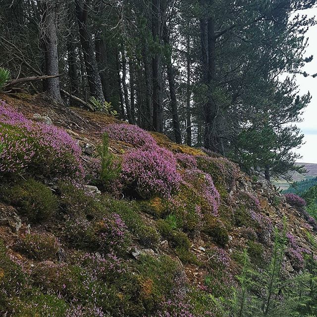 You don't get more Scottish than hills covered in purple heather. Love seeing all the pretty purple this time of year. 
Fun fact I was supposed to be called Heather but my dad changed his mind last minute choosing Jennifer instead.
#whpgreatoutdoors