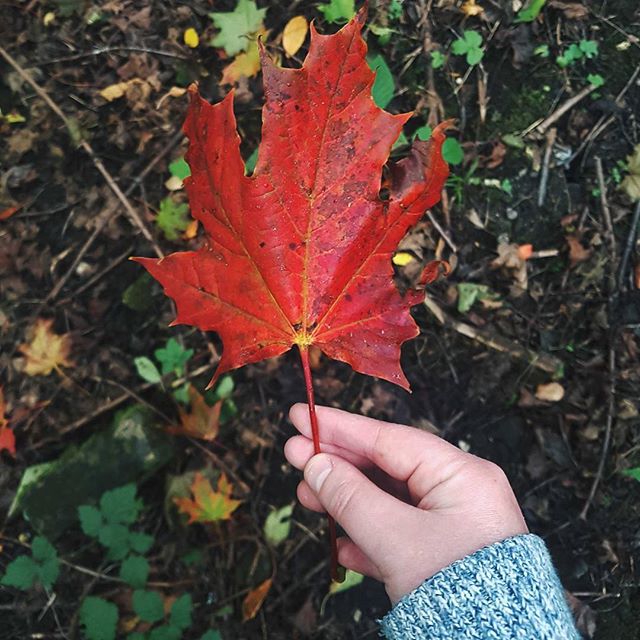 Feels like autumn has arrived this weekend🍁🍂🍁🍂 The colours in the woods are starting to change and I'm currently sat inside listening to the wind and rain outside whilst sorting my autumn wardrobe. #embracingtheseasons