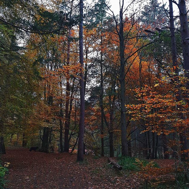 Autumn has well and truly arrived this week. There is that crisp chill in the air and colours are starting to change. Using a picture from last year to demonstrate autumns arrival as I'm still waiting on all the leaves turning 🍁🍂
.
Not sure the dog is as excited about the changing seasons as the poor boy got soaked through on our walk yesterday. Think he managed to get a chill as couldn't seem to warm up last night. It might be time to buy him a coat. Any suggestions on where to get a waterproof coat for a large dog?