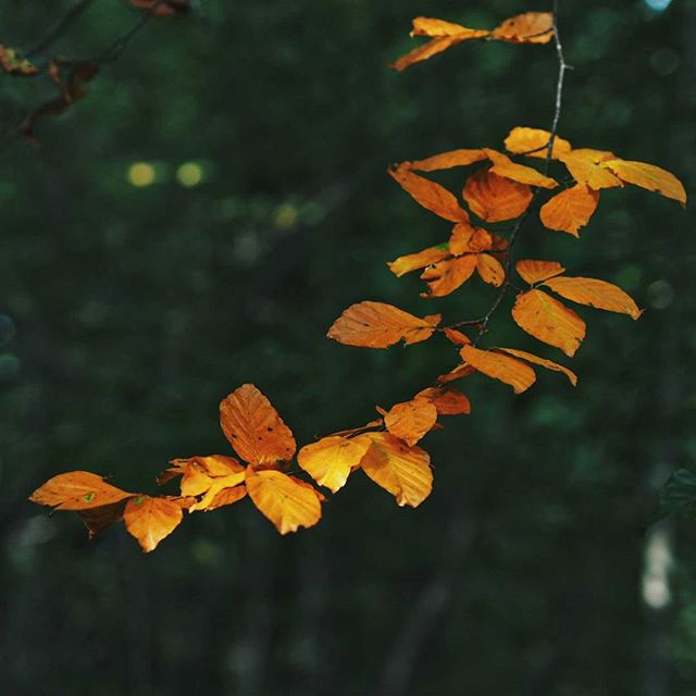 I will admit I picked today's dog walk location based on how autumnal I thought the woods would be. 
Turns out Roslyn Glen was a good choice as there was so many golden leaves 🍂